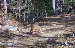 Uludağ’da Altın Çakallar fotokapana yakalandı