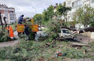 Üzerine ağaç devrilen park halindeki araç zarar...