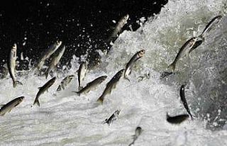 Van Gölü Havzası’nın doğusundaki yağış bolluğu...