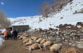 Van’da ahırda feci yangın: 67 küçükbaş hayvan...
