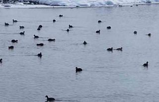 Van’da Kaz Gölü kuşların mekanı oldu