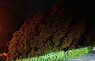 Yağış çam ağacını devirdi, ekipler çalışma...