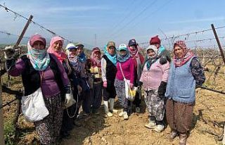 Yağışa teslim olan bağlar ayağa kalktı