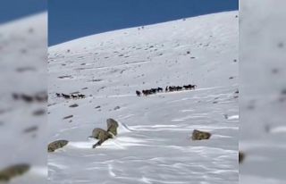 Yılkı atları karla kaplı doğada dans etti, o...