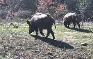 Yiyecek arayan yaban hayvanları fotokapanla görüntülendi