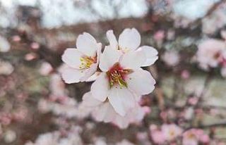 Yozgat’ta mart ayında bahar tablosu