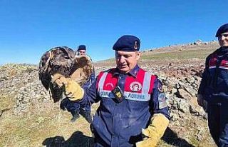 Yozgat’ta yaralı puhu kurtarıldı