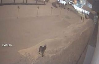 Yüksekova şehir merkezinde vaşak görüntülendi