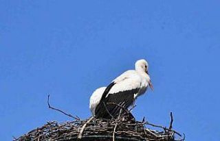 Yuva yapacak alan bulamayan leylekler yeniden İznik’te