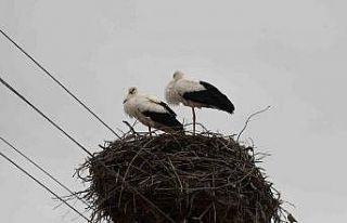 Yuvalarına dönen leylekler Yozgat’ta baharı müjdeledi