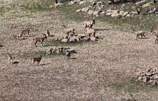 Zarar vermenin cezası 940 bin lira: Diyarbakır’da...