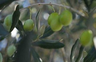 Zeytin halkalı leke hastalığına karşı üreticilere...