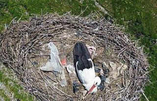 15 yıllık ’komşu’: Leylek ’Ciran’ ailenin...