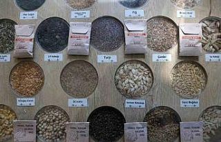 3 milyon yerel tohum dağıtıldı