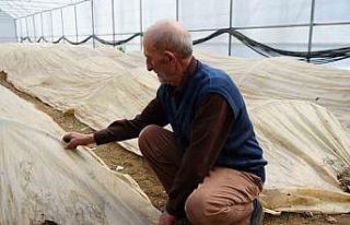 76 yaşındaki Bayburtlu üretici ata tohumları için...