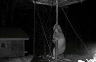 Aç kalan ayı kovanlara ulaşmak için düz demire...