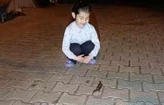 Adana’da ’semender’ görüldü