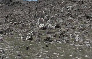 Adilcevaz’da domuzlar çiftçileri bezdirdi