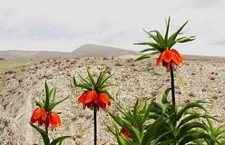 Afşin’de ters laleler açtı: Koparana 700 bin...