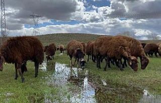 Ağrı’da 120 bin lira maaşa rağmen çoban bulunamıyor
