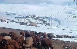 Ağrı’da Nisan ayında kar yağışı yolları...