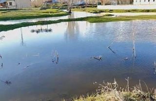 Ağrı’da sağanak nedeniyle dereler taştı