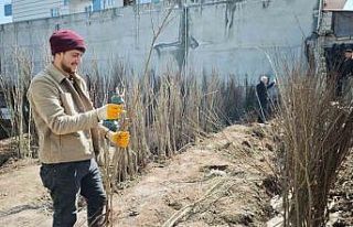 Ahlat’ta meyve fidanlarına ilgi