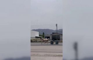 Akan trafikte panik anları: Kaçak at pistte yarışırcasına...