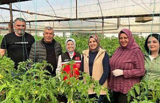 Aksu’da örtü altı tarımda yıllık yaklaşık...