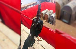 Alanya’da horoz dövüşüne jandarma baskını:...