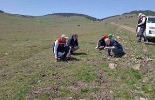 Amasya’nın mera ve yaylalarında otlatma kapasitesi...