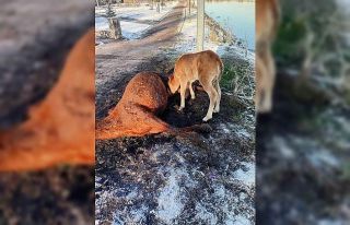 Annesini kaybeden tay, onu hâlâ emmeye çalıştı