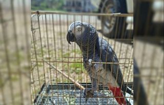 Antalya’da belgesiz papağan bulunduran işletme...