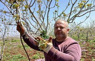 Araban’da fıstık üreticileri tırtıl’la mücadele...