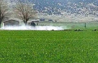 Araban’da sarı pas hastalığını önlemek amaçlı...