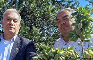 Araban’ın yerli badem çağlası sofralarda yerini...