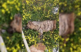 Aracın çarptığı sırtlan telef oldu