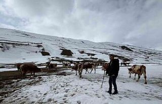 Ardahan’da kış mevsiminin uzaması hayvancılığı...