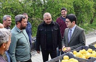 Arsuz’da limon hasadı başladı