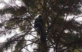 Artvin’de 40 metrelik göknar ağacının tepesine...