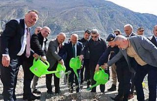 Artvin’de 450 Butko zeytini fidanı toprakla buluşturuldu
