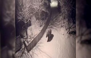 Artvin’de aç kalan ayılar köylere indi