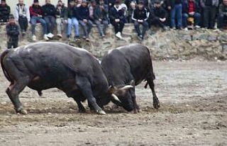 Artvin’de boğa güreşleri sezonu Sarıgöl’de...