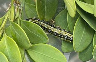 Artvin’de şimşir güvesine karşı biyolojik mücadele...