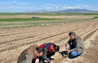 Atıl durumdaki tarım arazilerine ayçiçeği ekimi...