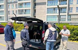 Avcılar’da köpeğe kötü muamelede bulunan şahıs...