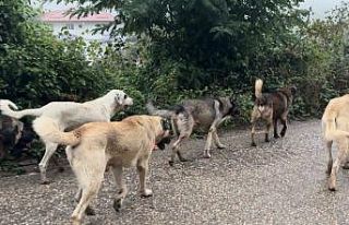 Aybastı’da başıboş köpekler vatandaşları...