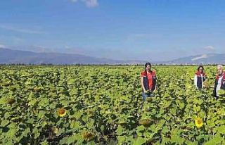Ayçiçeğinde tohum desteği başladı