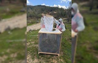 Aydın ormanlarında çam kese böceğine karşı...