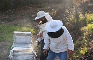 Aydın’da arı kolonileri gençleşiyor, arıcılar...